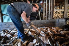 Hector Chaloux distributes wood in dump truck after it has moved from processor to truck via conveyor belt to his left.