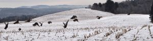 dsc_1729_2Winter2011Web.jpg